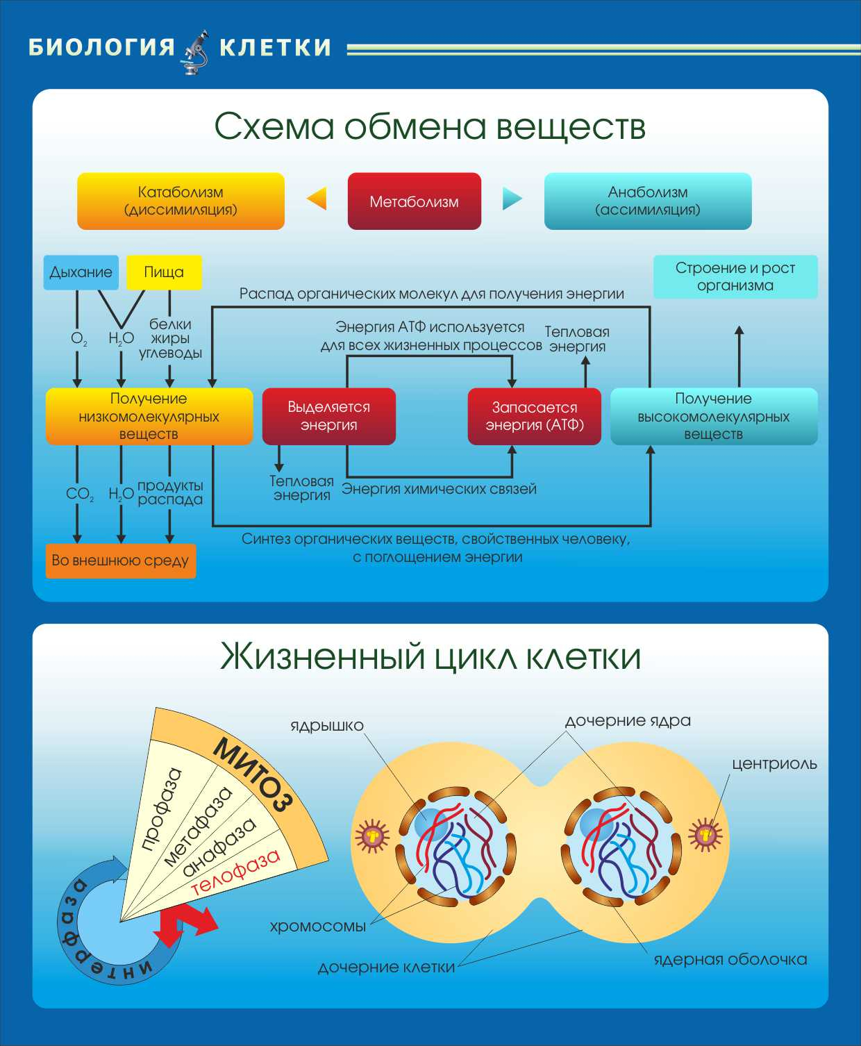 Схема обмена веществ Жизненный цикл клетки в Курганинске